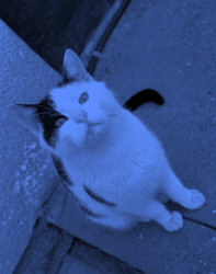 Ferdi