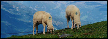 sheep