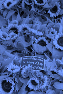 Zonnebloemen