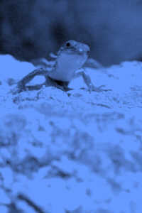 Lizard