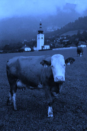 Cow in K&auml;rnten