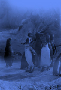 Penguins