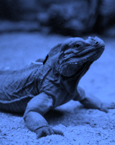 Lizard