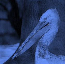 Big Bird