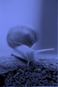 Snail